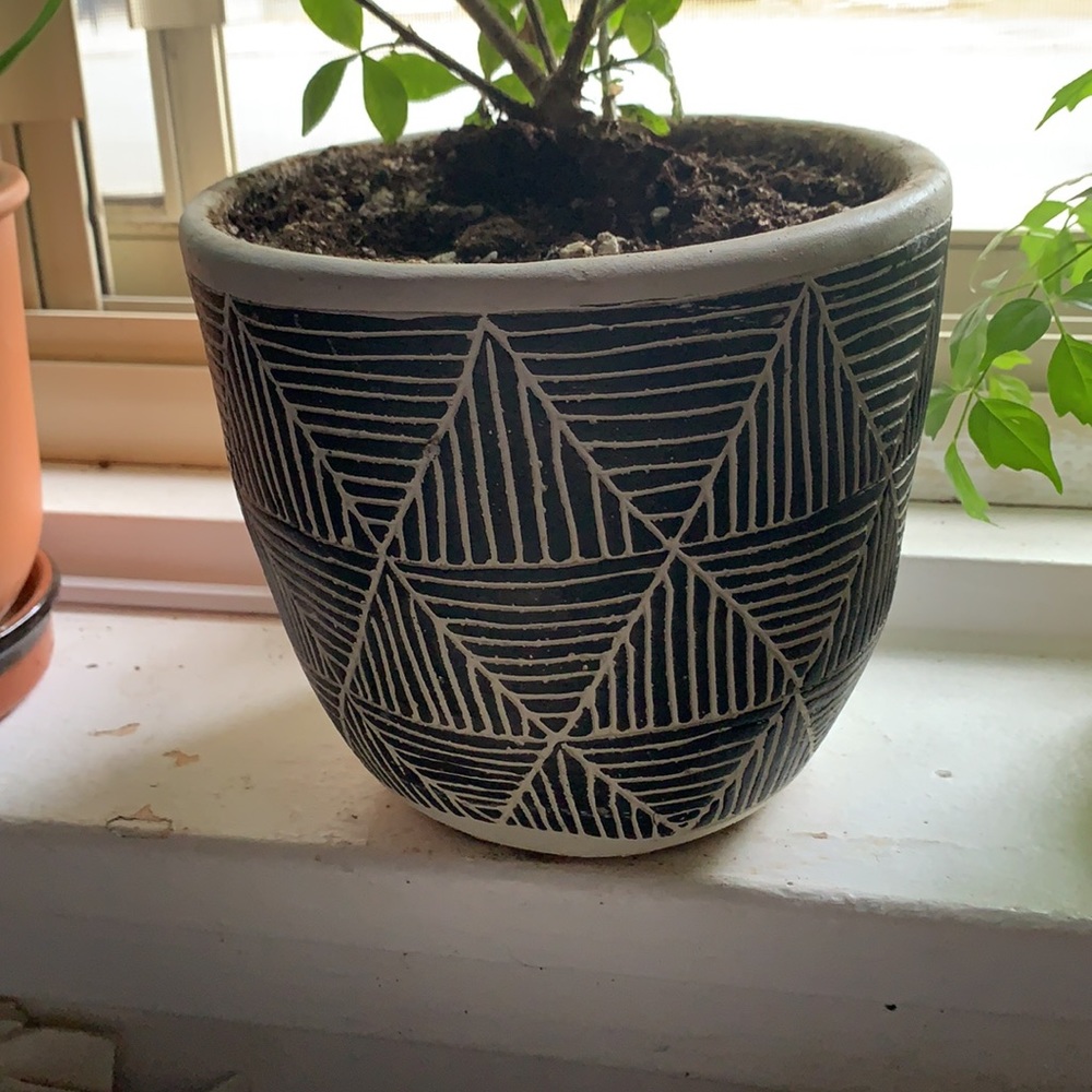 Plant - Picture 4 of 4
